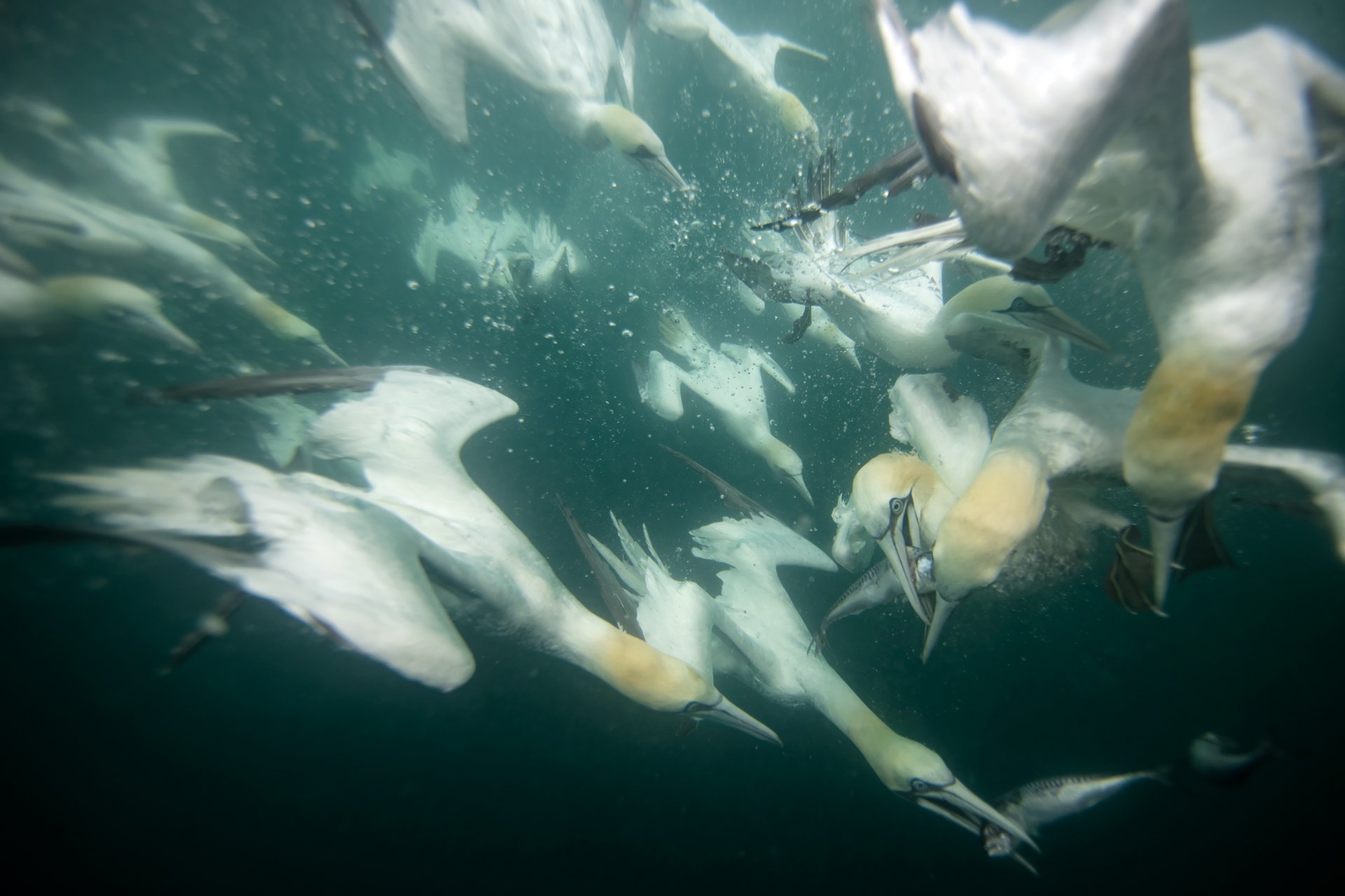 Northern gannets underwater